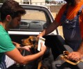 Λέσβος: Ξεκίνησαν το δωρεάν τσιπάρισμα στα σκυλιά των κτηνοτρόφων που συμμορφώθηκαν